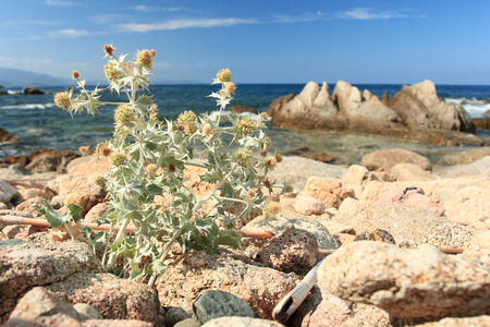 Eryngium maritimum: A plant with pungent leaves that grows on the coastal areas of the Mediterranean, now endangered due to the pollution of the sea.の写真素材