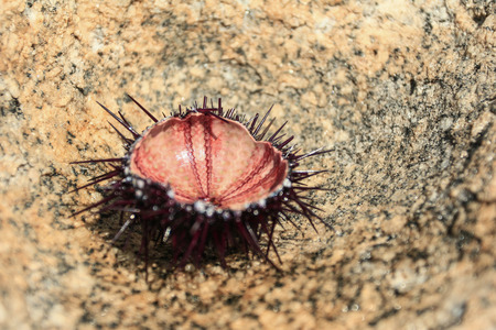 An open sea urchin shell resting on a rock.の写真素材
