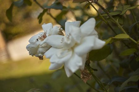 Detail of a couple of roses taken in the opening during the autumn while they are ready to wither.の写真素材