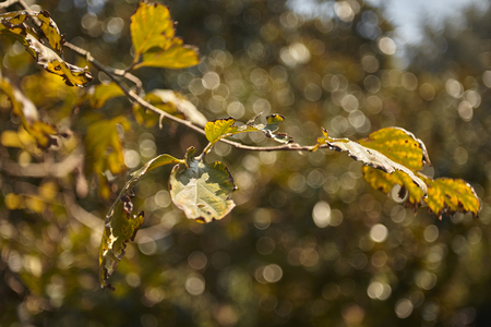 Detail of a twig of persimmon plant during autumn when the leaves are yellowing and ready to fall for the winter.の写真素材