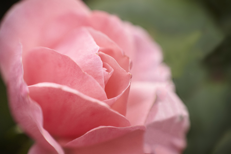 Detail of the petals of a rose in spring.の写真素材