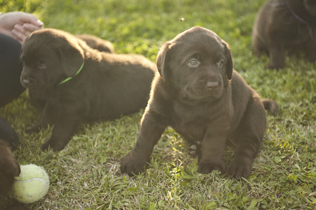 Labrador puppies play with a tennis ballの写真素材