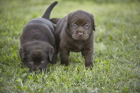 Portrait of a couple of labrador puppiesの写真素材