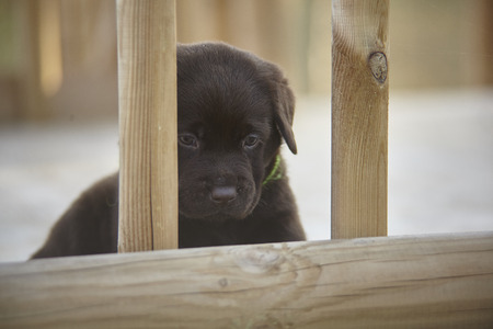 Stolen game moments of a labrador puppyの写真素材