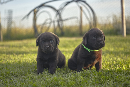 Two little puppyes on the meadowの写真素材