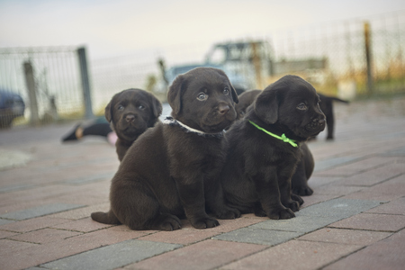 Two Labrador puppyes lying on the groundの写真素材