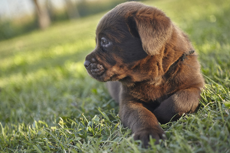 Sweet labrador puppyの写真素材