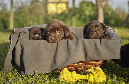Labrador puppies in the basketの写真素材