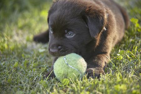 The first moments of play of a labrador puppyの写真素材