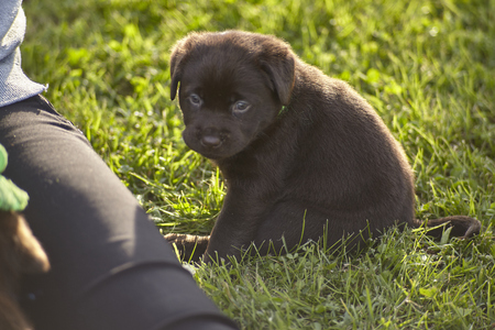 Labrador puppy sitting in the garden near a girl's legの写真素材