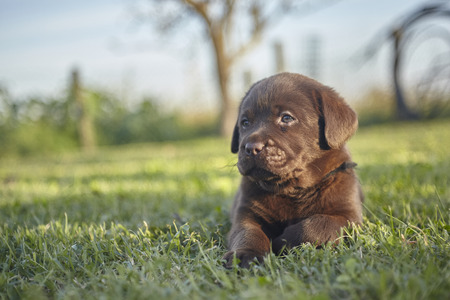Sweet labrador puppyの写真素材