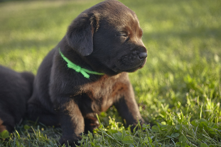 Sweet labrador puppyの写真素材