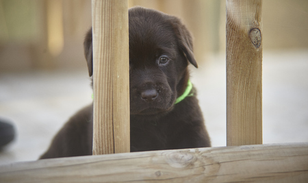 Stolen game moments of a labrador puppyの写真素材