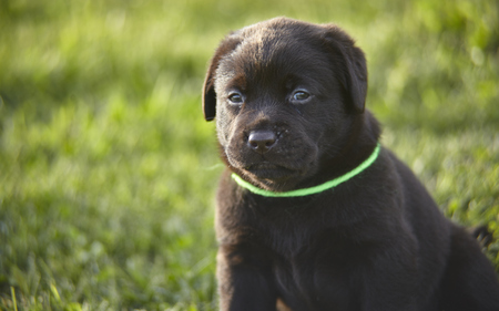 Portrait of a brown Labrador Puppyの写真素材