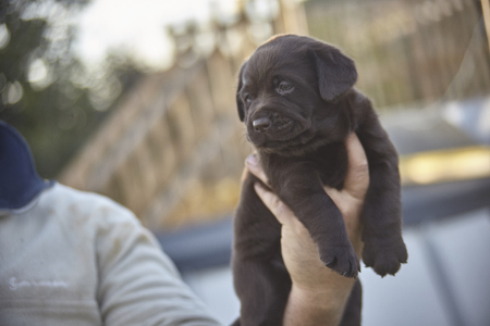 Little brown labrador puppy held in handの写真素材