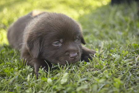Sweet labrador puppyの写真素材