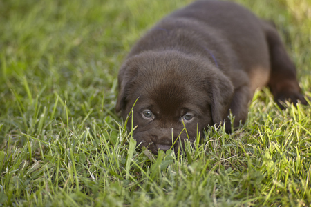 Labrador puppy lying in the green grass of the garden intent to take a napの写真素材