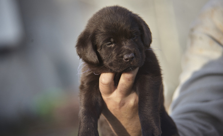 Little labrador puppy held in handの写真素材