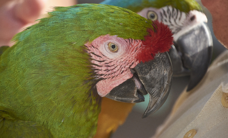 Close-up portrait of a pair of green guacamayas looking towards the shooting pointの写真素材