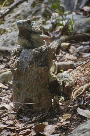 Specimen of a green iguana in its natural habitat resting on a wooden trunk in a glimpse of light.の写真素材