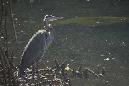 Specimen of a standing flamingo on the shore of a pond.の写真素材
