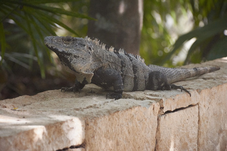 Full-length portrait of a green iguana while walking on a stone wall.の写真素材