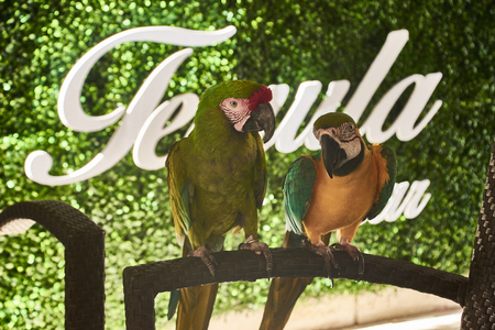 Pair of guacamaya perched on the arm of a chairの写真素材