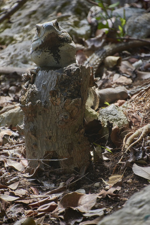 Specimen of a green iguana in its natural habitat resting on a wooden trunk in a glimpse of light.の写真素材