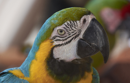 Portrait in the foreground of a colorful parrot looking in the room.の写真素材