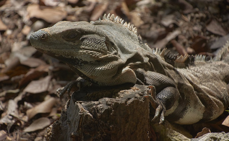 Specimen of a green iguana in its natural habitat resting on a wooden trunk in a glimpse of light.の写真素材