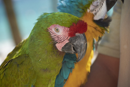 Close-up portrait of a green parrot resting in a moment.の写真素材