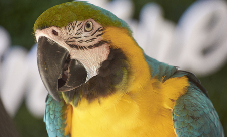 Close-up portrait of three-quarters unguacamayas.の写真素材