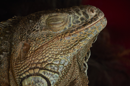 close-up detail of a green iguana with a black background.の写真素材