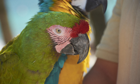 Portrait in the foreground of a green parrot with an eye towards the point of recoveryの写真素材