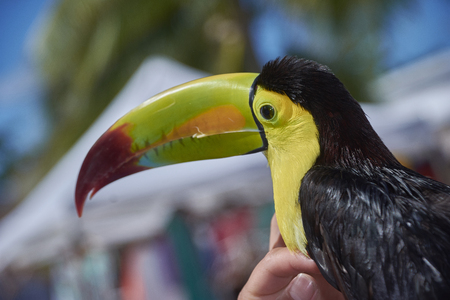 Beautiful tropical toucan in bright colors while being caressed by a human hand.の写真素材