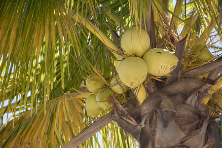 Coconuts not yet ripe attached to the palm from which they come.の写真素材
