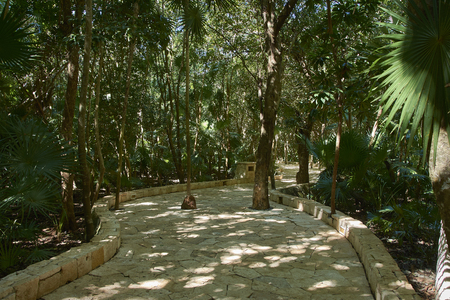 Small stone path surrounded by a tropical forest formed by palm trees and various vegetation of the Mayan Riviera in Mexico.の写真素材