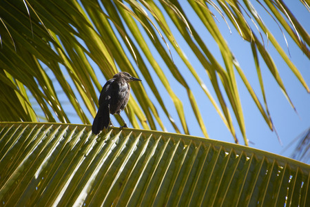 Young specimen of crow perched on a palm leaf during the dayの写真素材