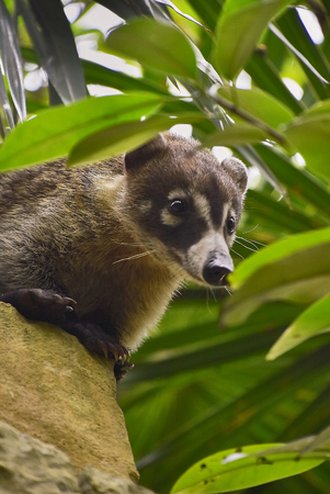 Exemplary of coatÃ¬ (Nasua narica) immersed in the tropic forest where he lives climbing trees.の写真素材