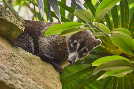 Exemplary of coatÃ¬ (Nasua narica) immersed in the tropic forest where he lives climbing trees.の写真素材