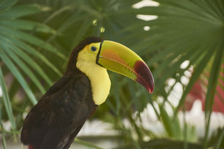 Portrait close up of an exotic toucan with huge beak and yellow chest.の写真素材