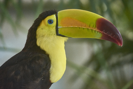 Portrait close up of an exotic toucan with huge beak and yellow chest.の写真素材