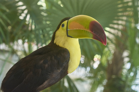 Portrait close up of an exotic toucan with huge beak and yellow chest.の写真素材