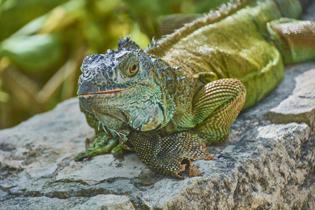 Close-up portrait of a green Pacific Iguana while standing stillly resting.の写真素材