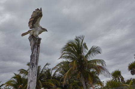 Eagle intent on taking flight from above a wooden stake in the beach of Xpu-Ha in Mexico.の写真素材