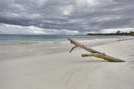 Drift wood trunk embedded in the white sand of Xpu-ha beach in Mexico. Behind the sea and a sky that promises storm.の写真素材