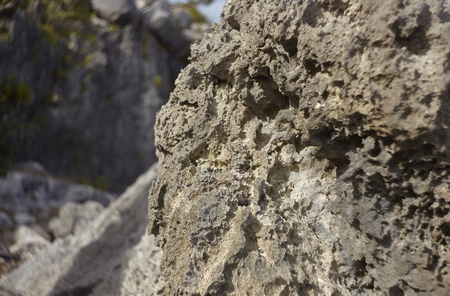 Detail of a limestone rock typical of the Mayan Riviera in Mexico.の写真素材