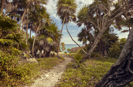 Path in the middle of the tropical forest in the complex of Tulum Mayan ruins in Mexico.の写真素材