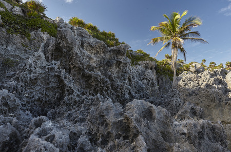 Rock face with a palm under a blue sky: Natural detail belonging to the Tulum beach in Mexico.の写真素材