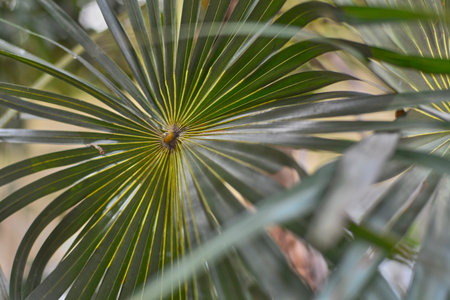 Detail of a leaf of a coconut palm.